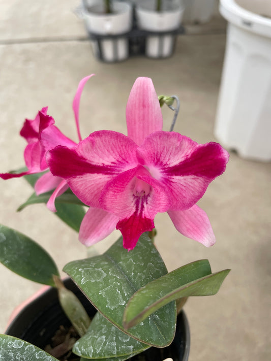 即売会SALE　No.28018　ミニカトレア　プチプライド　濃ピンク　3.5号鉢