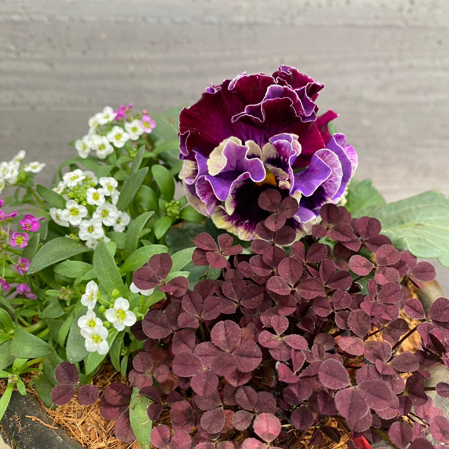 寄せ植えC　キューガーデンポット