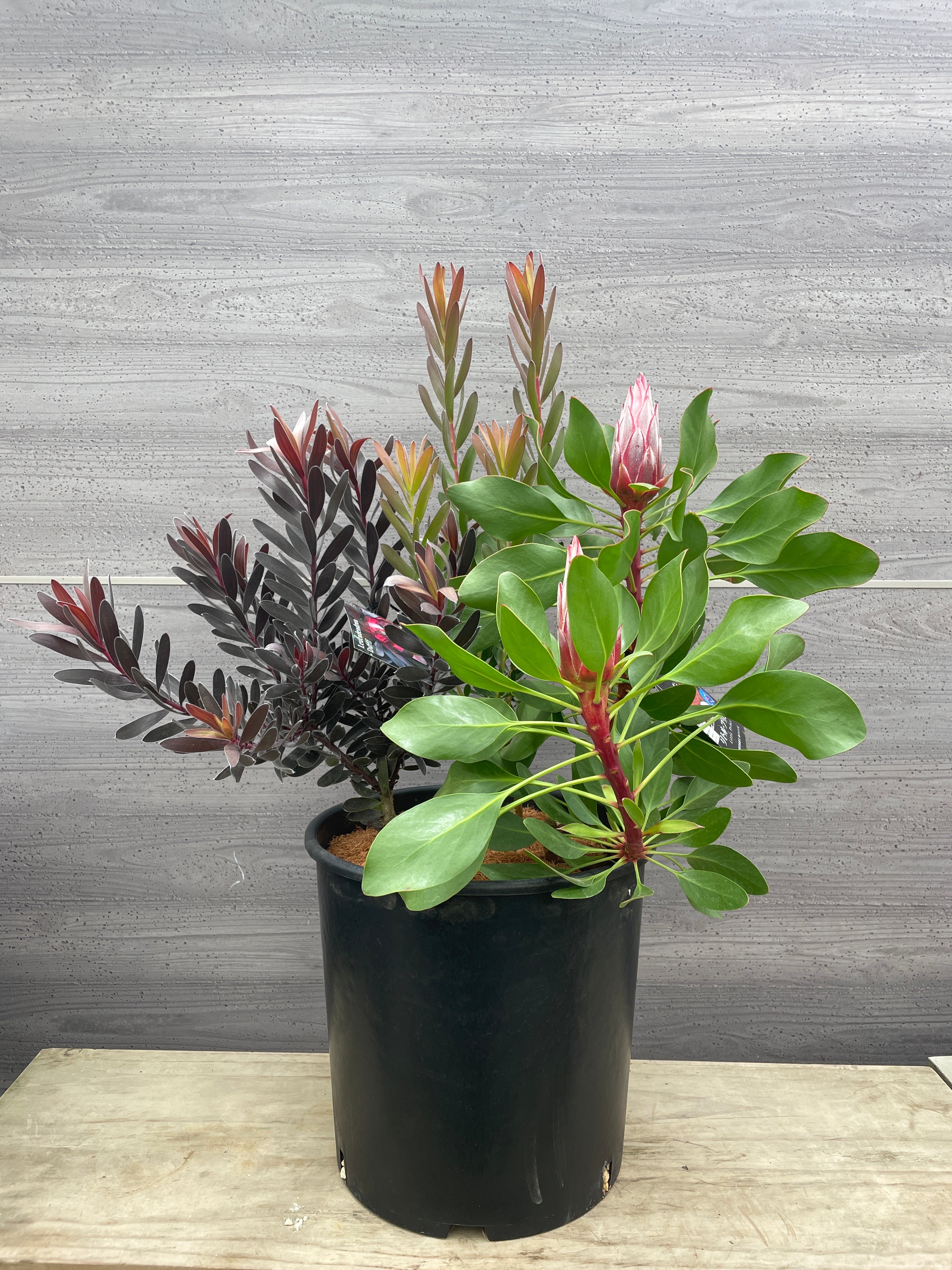 Pickup 全ての商品 – 植物家族
