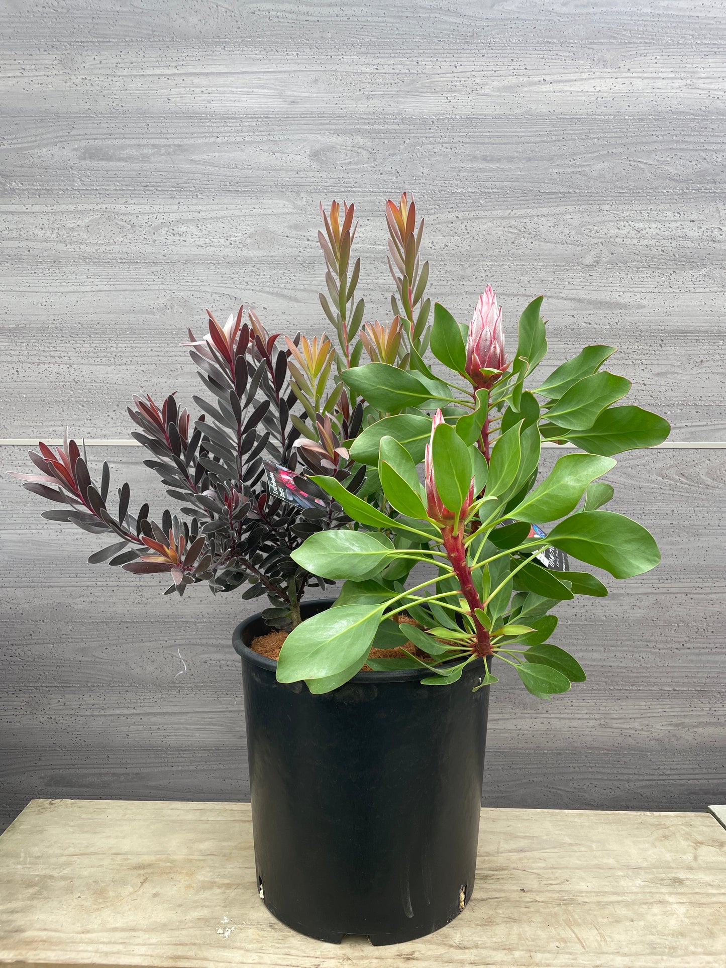 寄せ植え　キングプロテアリトルプリンス/リュウカデンドロンデュリフ/リュウカデンドロンサファリサンセット　10号鉢