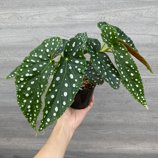 ★追加販売　花郷園★木立性ベゴニア　流れ星　