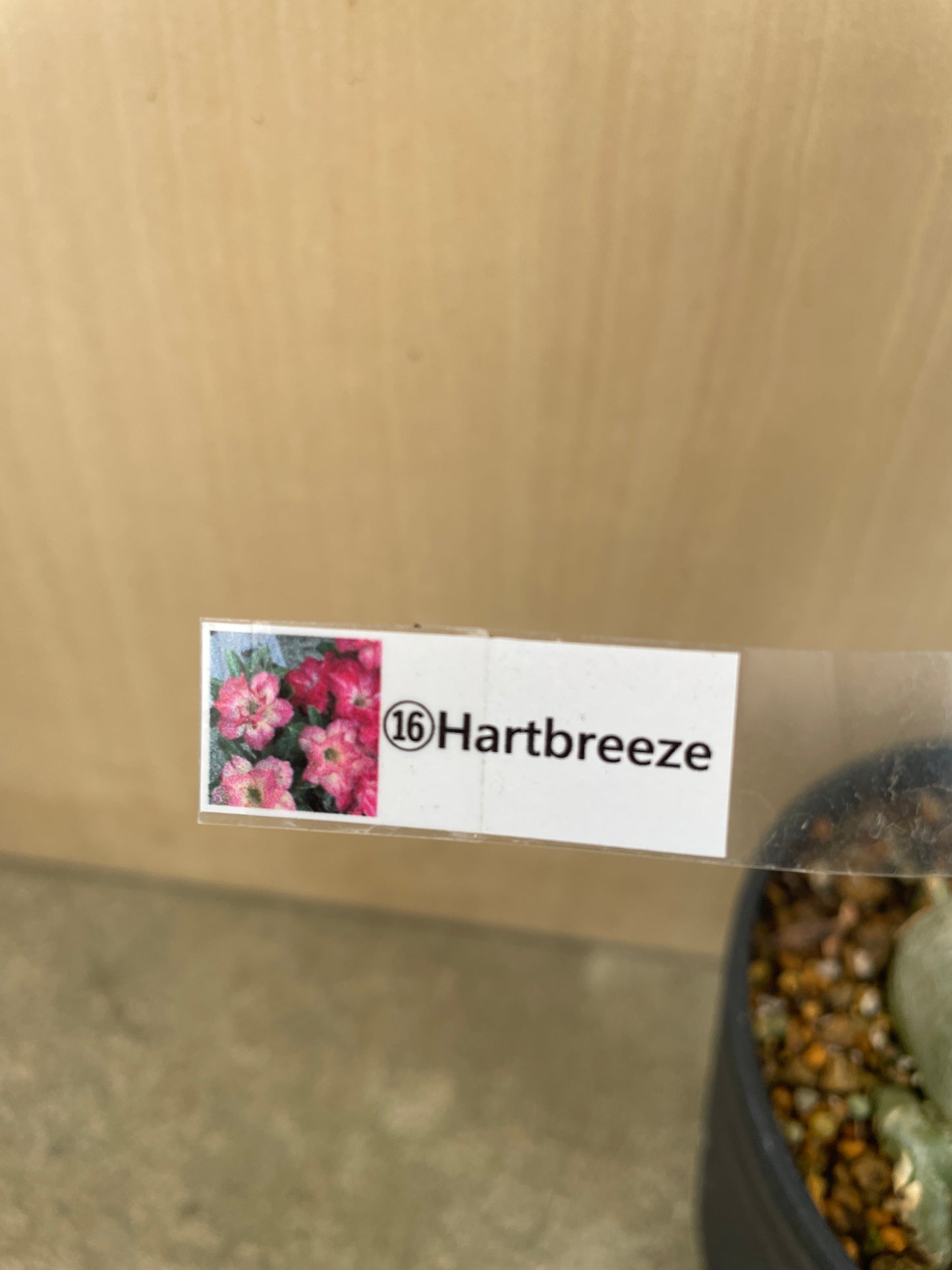 No.04046　アデニウム　Hartbreeze　4号鉢