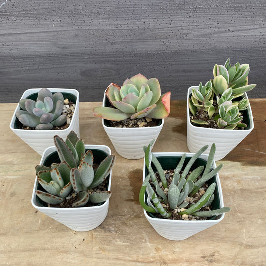 No.08002 多肉植物 5点セット