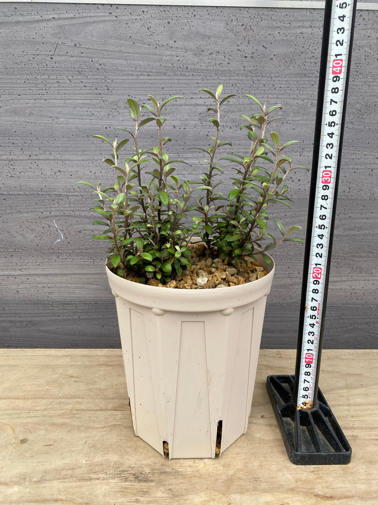 コロキア　フロステッドチョコレート　6号スリット鉢/オリジナル色