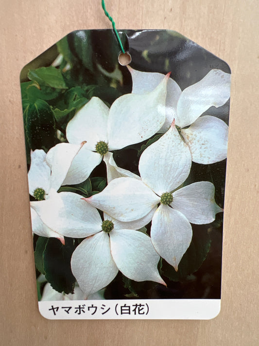 No.31008 ヤマボウシ 白花 5号苗ポット