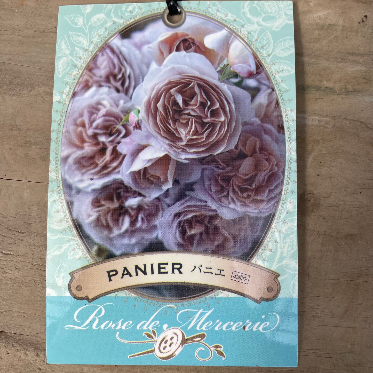 薔薇　パニエ　7号おすすめ白ポット