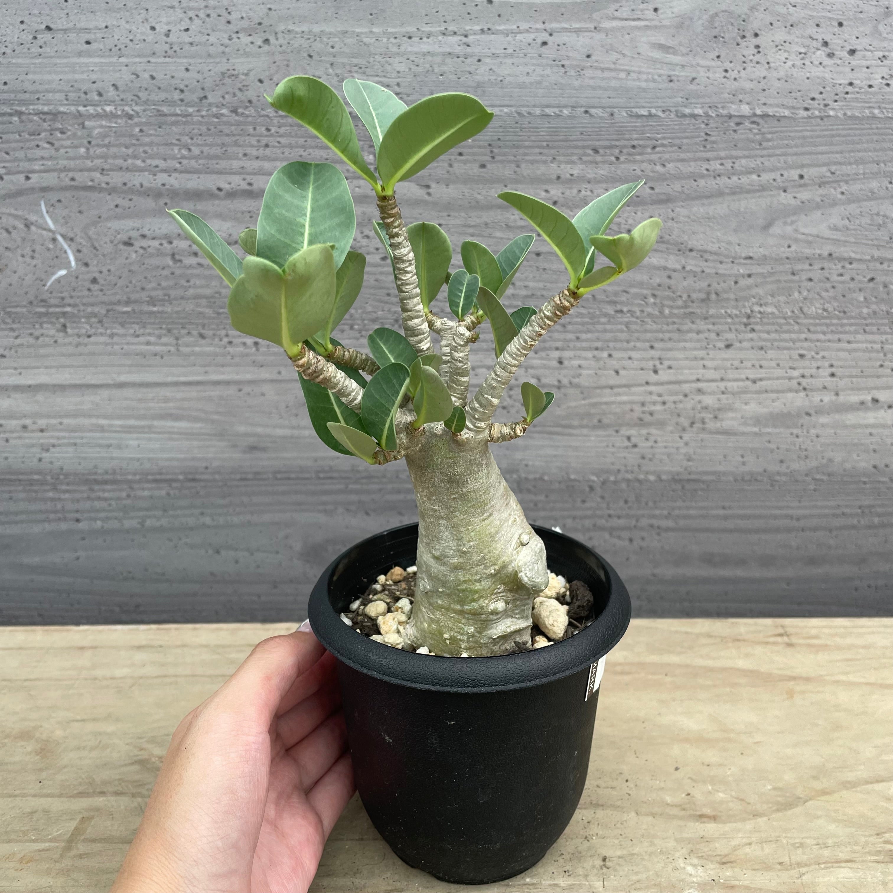 Black pot – 植物家族