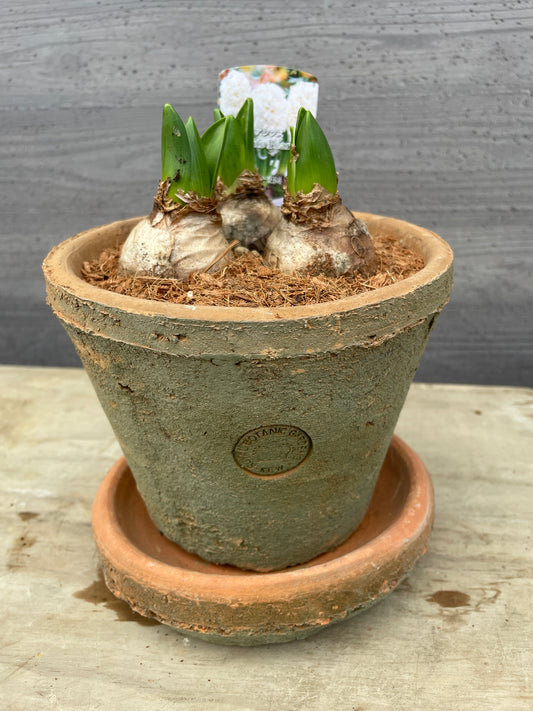 ヒアシンス ホワイトパール キューポット