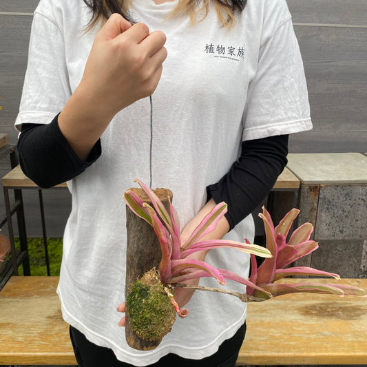 No.26016　ネオレゲリア　流木仕立て