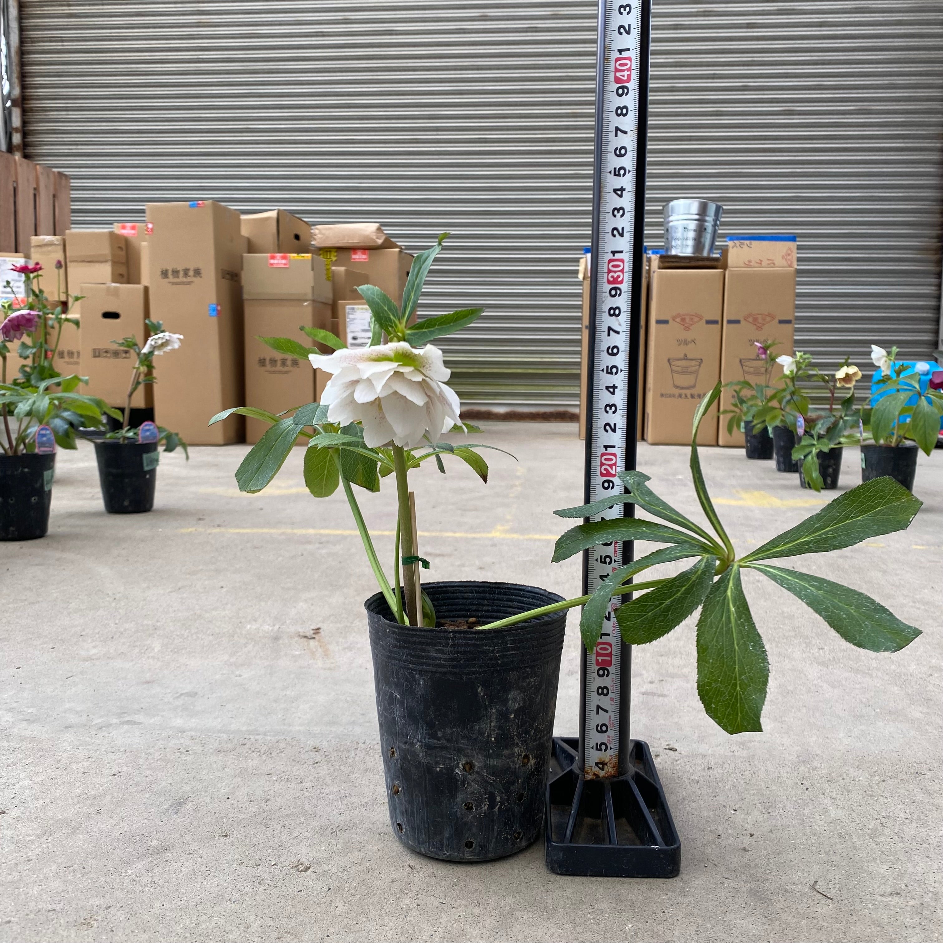 20068 クリスマスローズ ダブル咲き 3.5号苗ポット – 植物家族