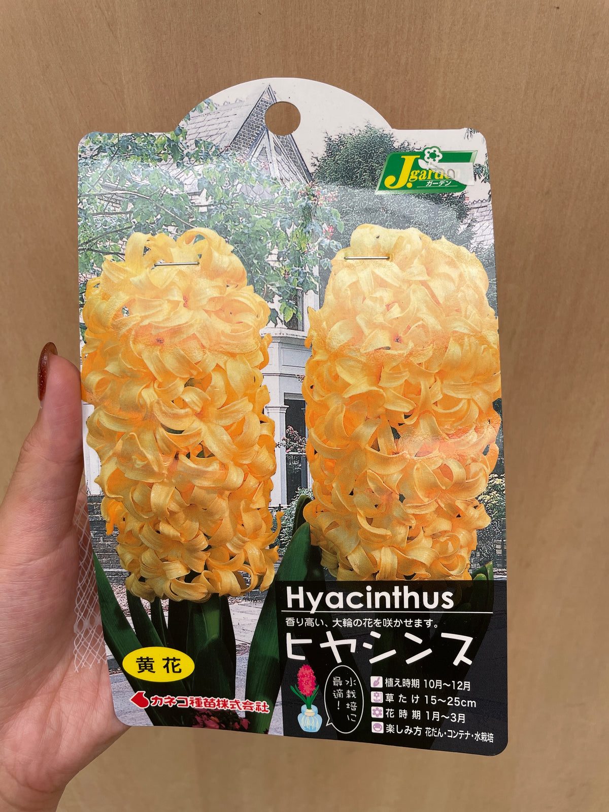 No.21073　ヒヤシンス球根　黄花