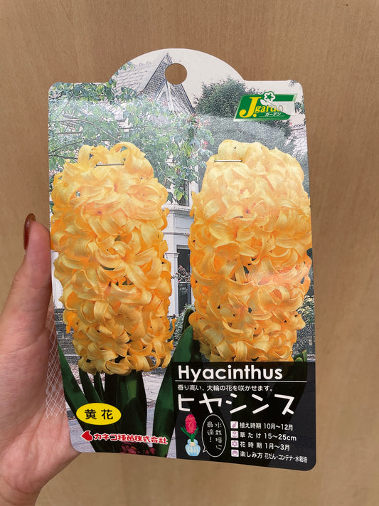 No.21073　ヒヤシンス球根　黄花