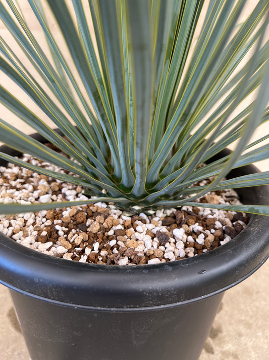 No.17054　ユッカ　ロストラータ　8号鉢