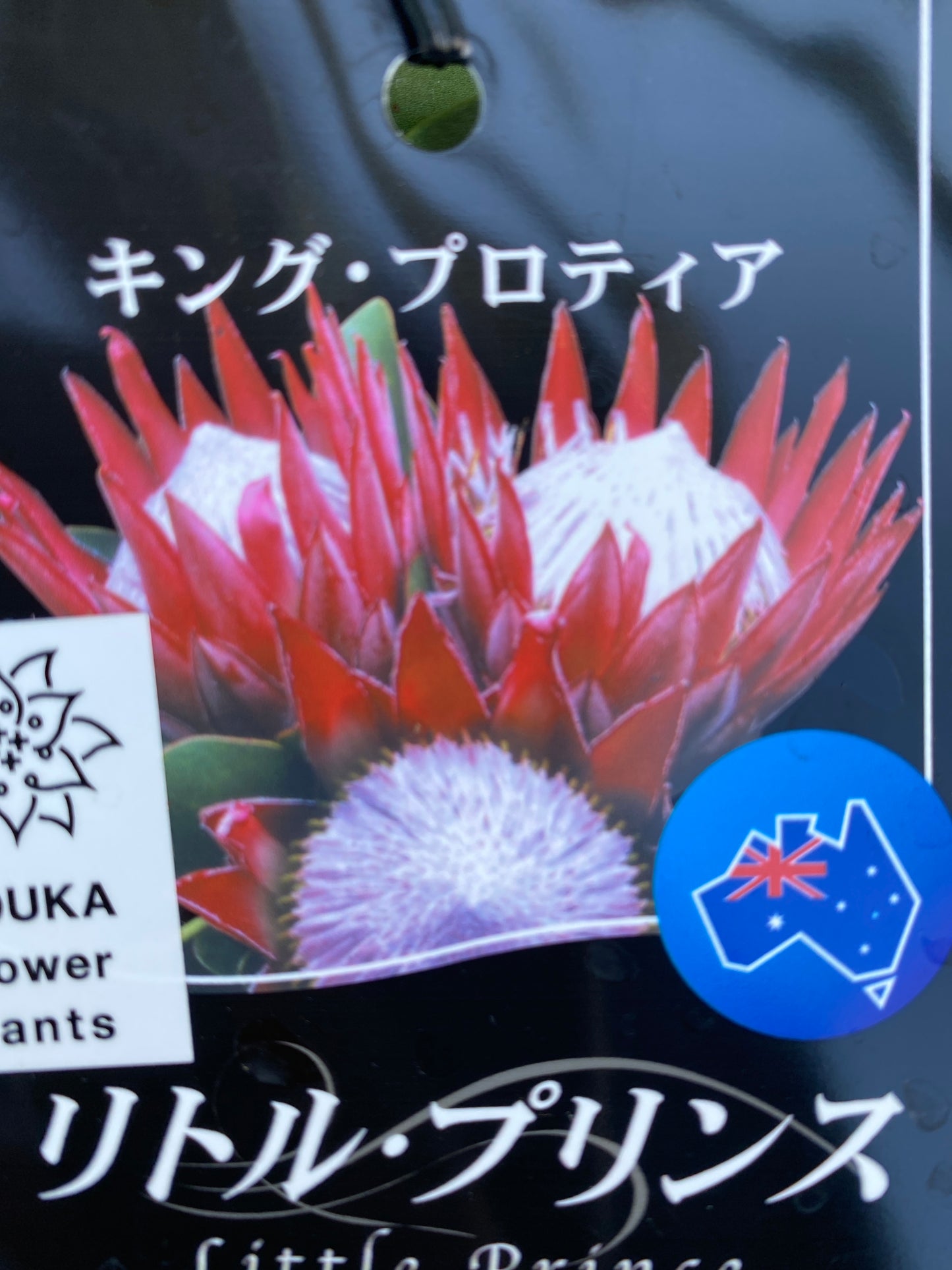 No.28032　キングプロテア　リトルプリンス　5号鉢