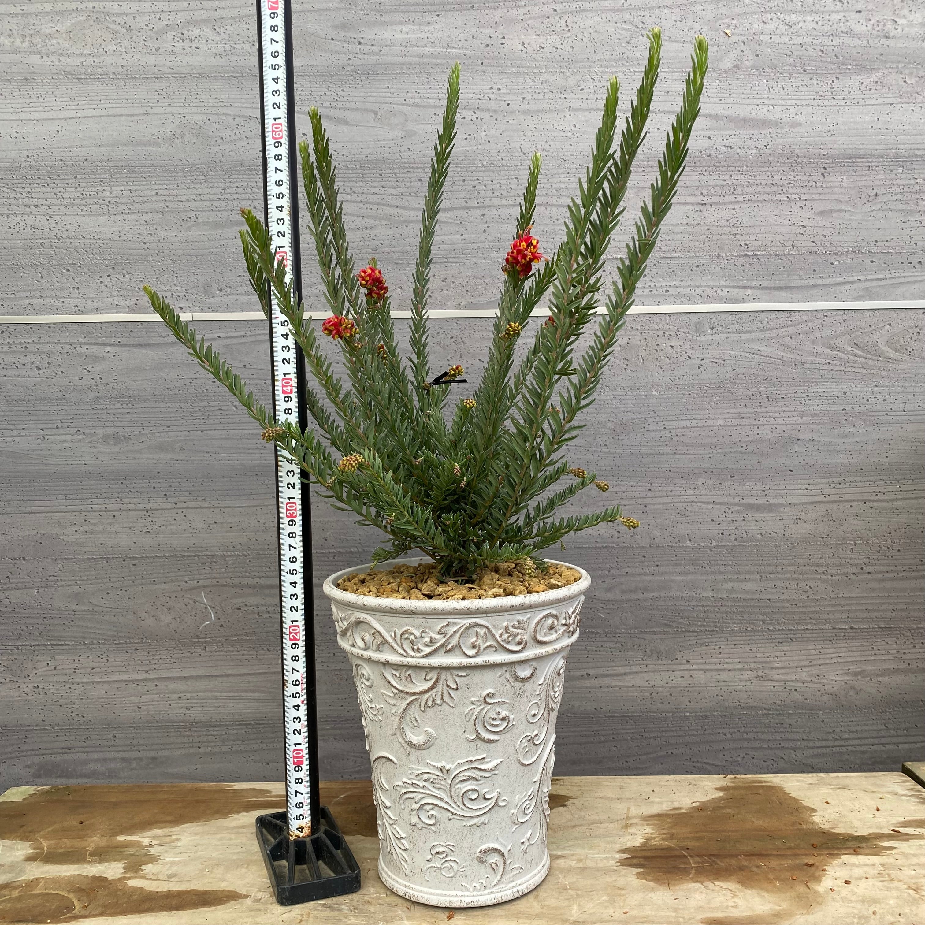 Pickup 全ての商品 – 植物家族