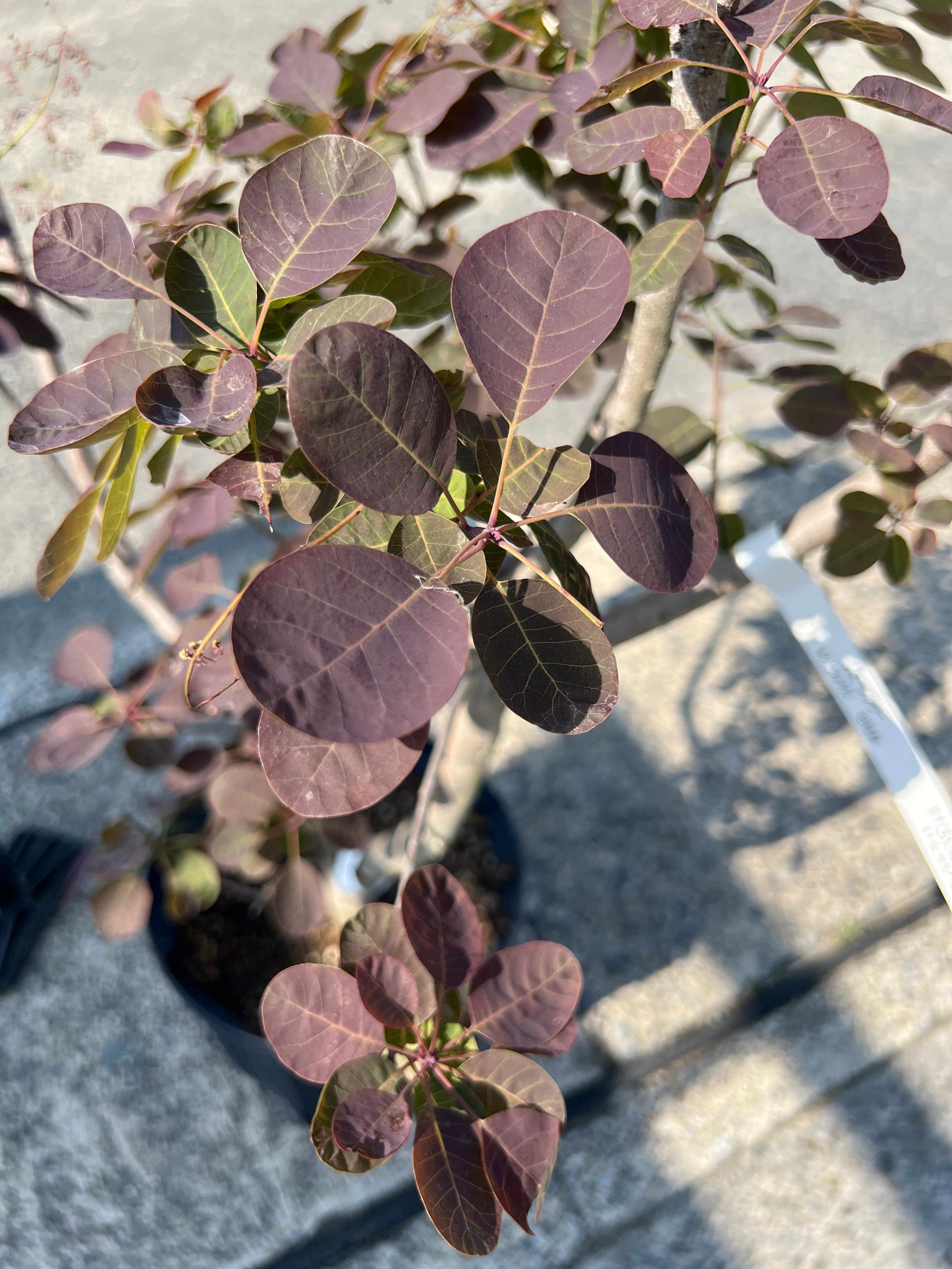 No.15022 スモークツリー ルブリフォリウス 8号鉢 – 植物家族