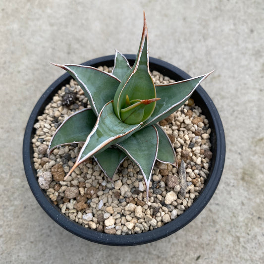 06048　サンスベリア　ピングイキュラ　硬質ポット　受皿付き