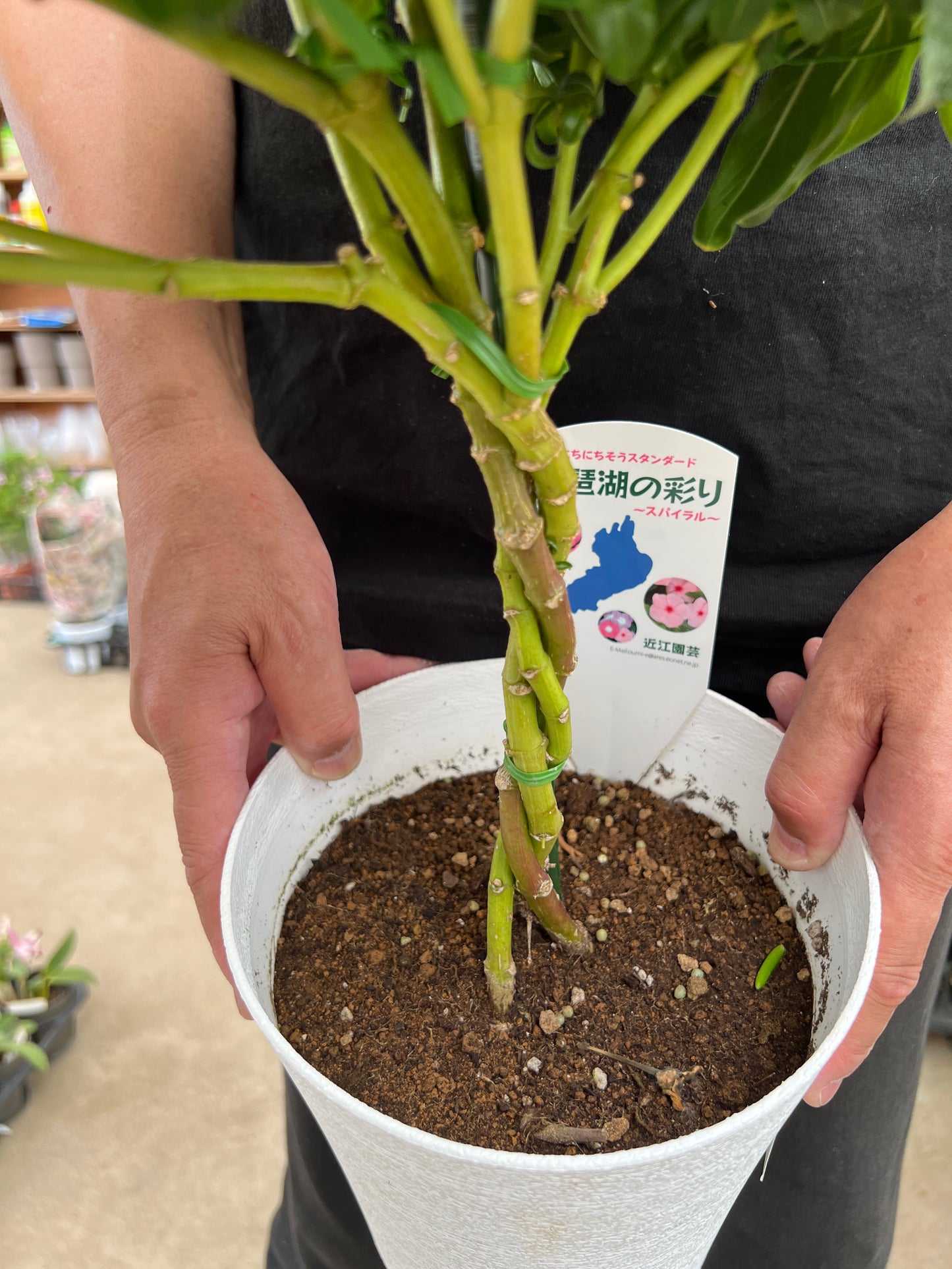 即売会SALE　No.28015　ニチニチソウ　琵琶湖の彩　スタンド仕立て　6号鉢