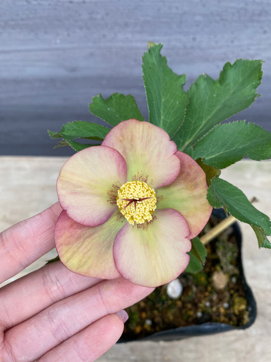 No.05083　横山園芸★クリスマスローズ　シングル咲き　5号苗ポット