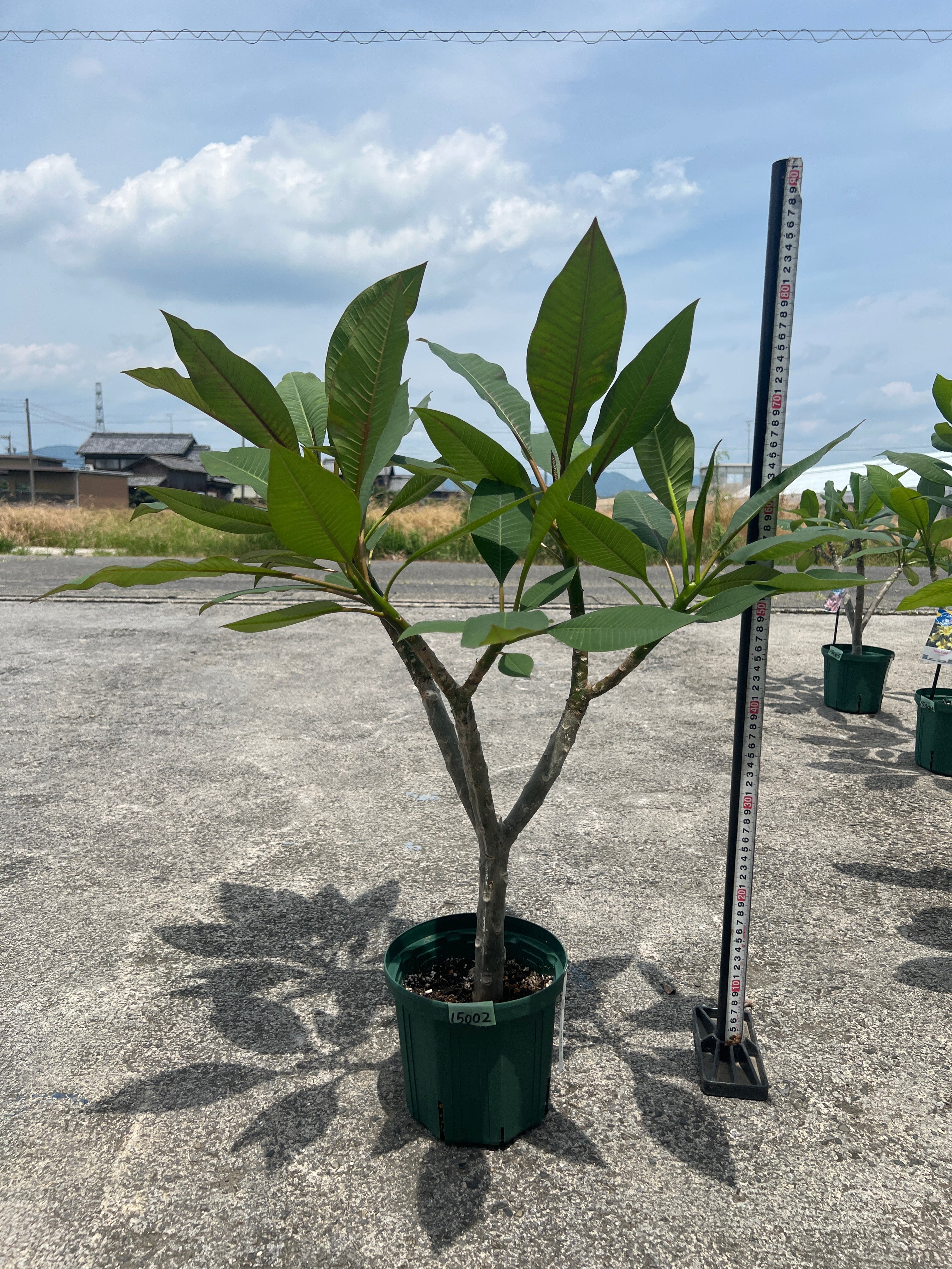 Pickup 全ての商品 – 植物家族
