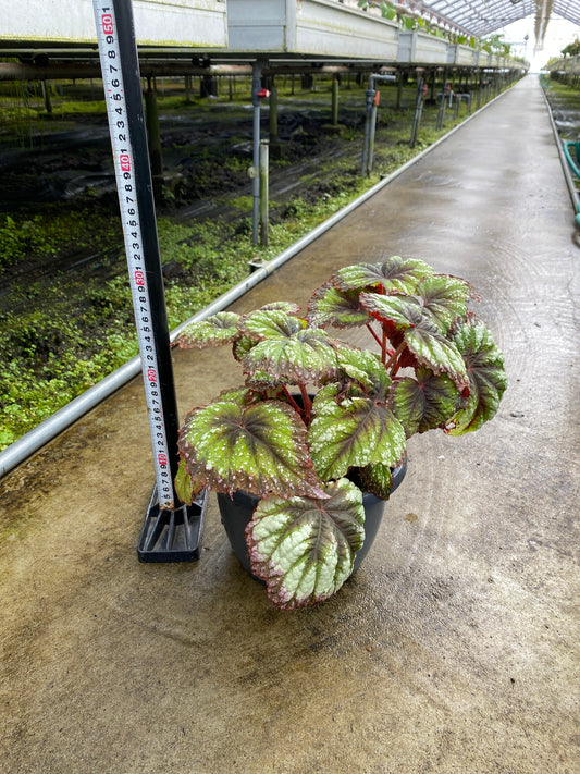 農場創業祭 No.26148 レックスベゴニア 7号鉢
