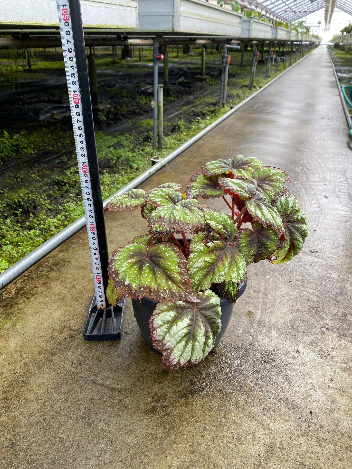 農場創業祭 No.26148　レックスベゴニア　7号鉢