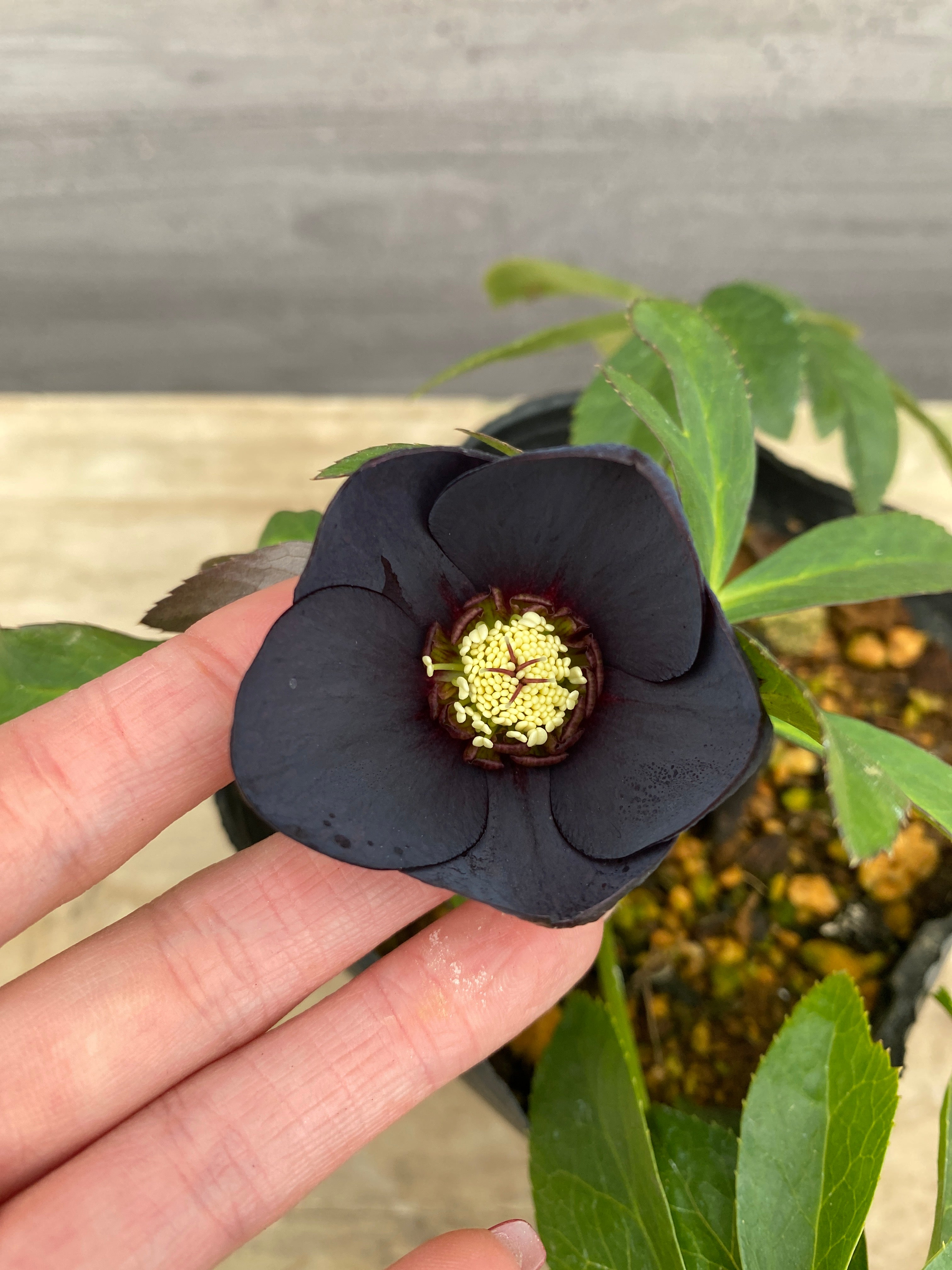 Pickup 全ての商品 – 植物家族