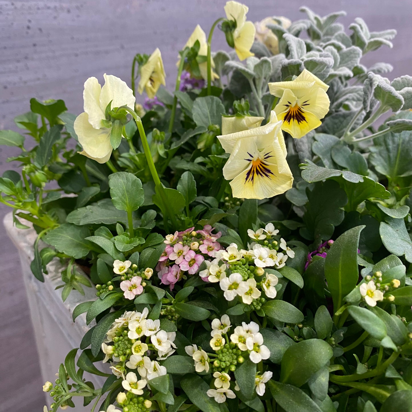 寄せ植えN　白陶器鉢