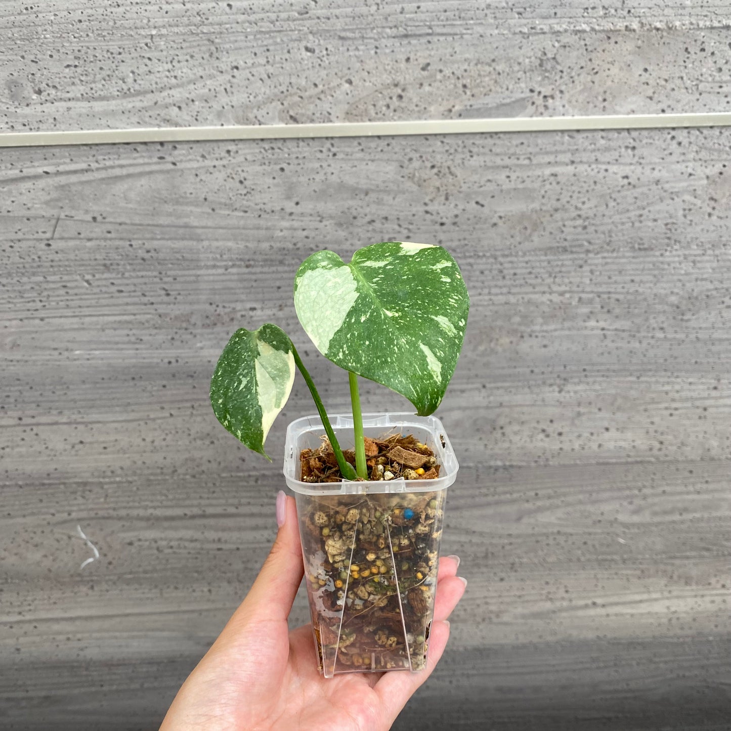 社長植栽★モンステラ　タイコンステレーション　ネガミエル2.5号