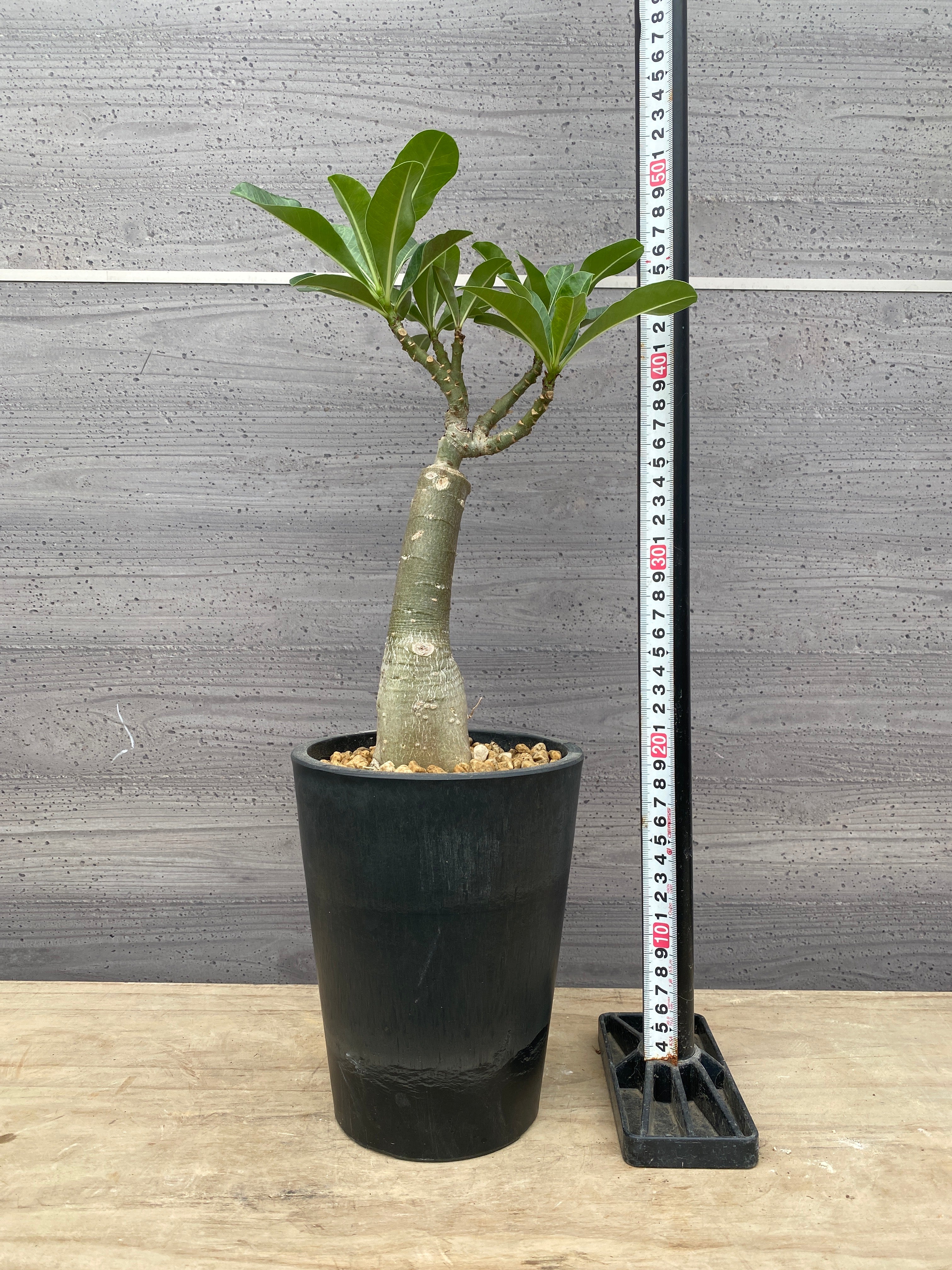 Pickup 全ての商品 – 植物家族