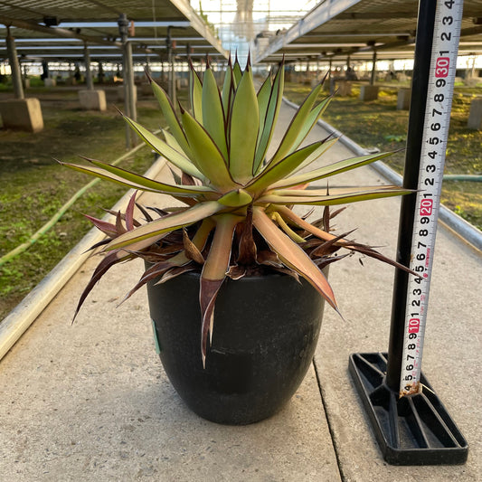 農場創業祭 No.18223　アガベ