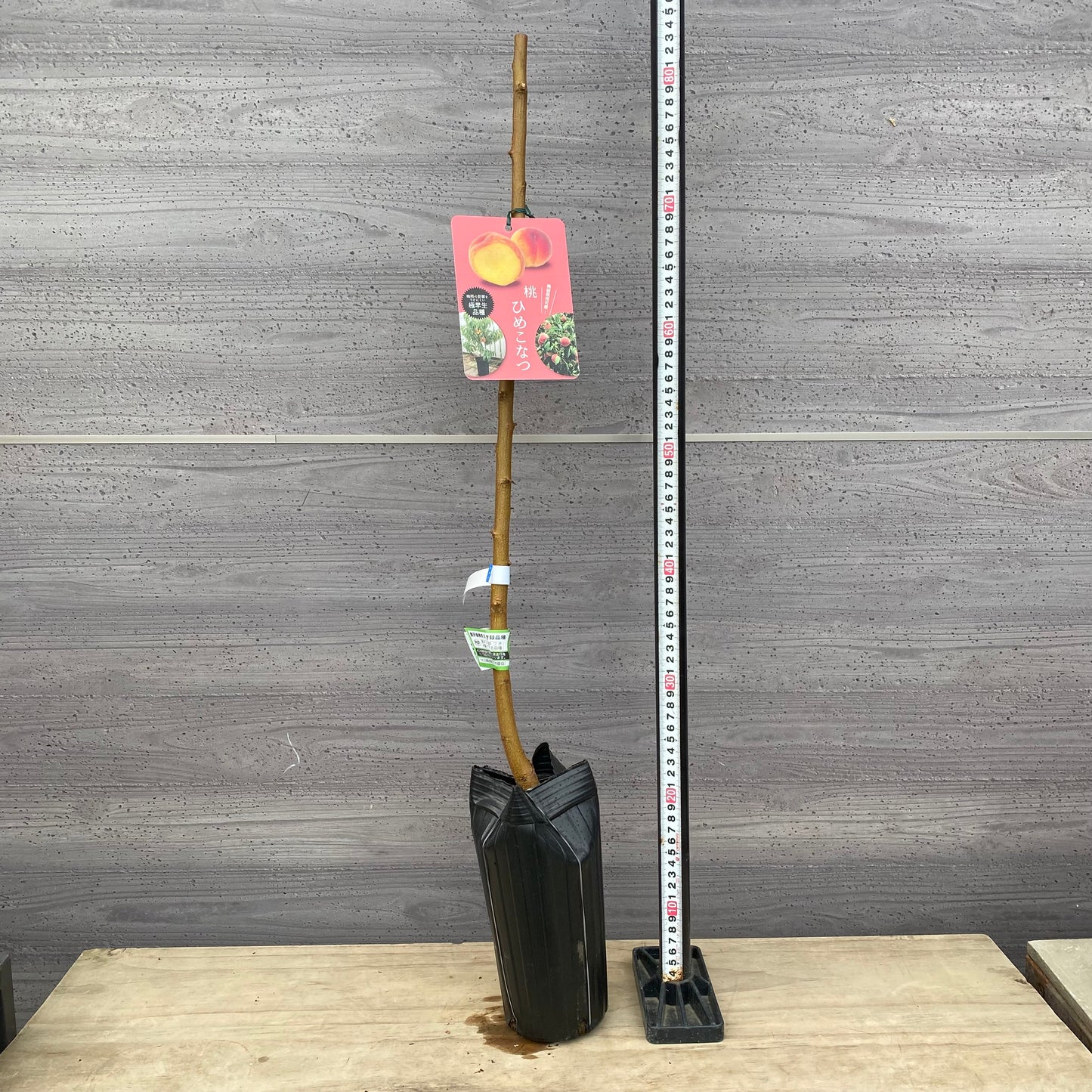 桃　ひめこなつ　4号ロング苗ポット　★1本で結実します