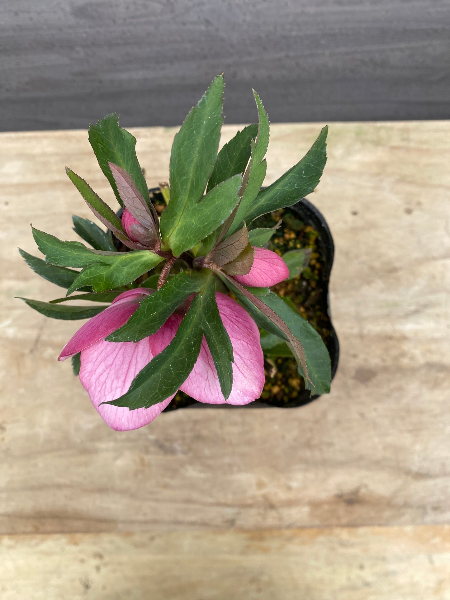 No.05077　横山園芸★クリスマスローズ　シングル咲き　5号苗ポット