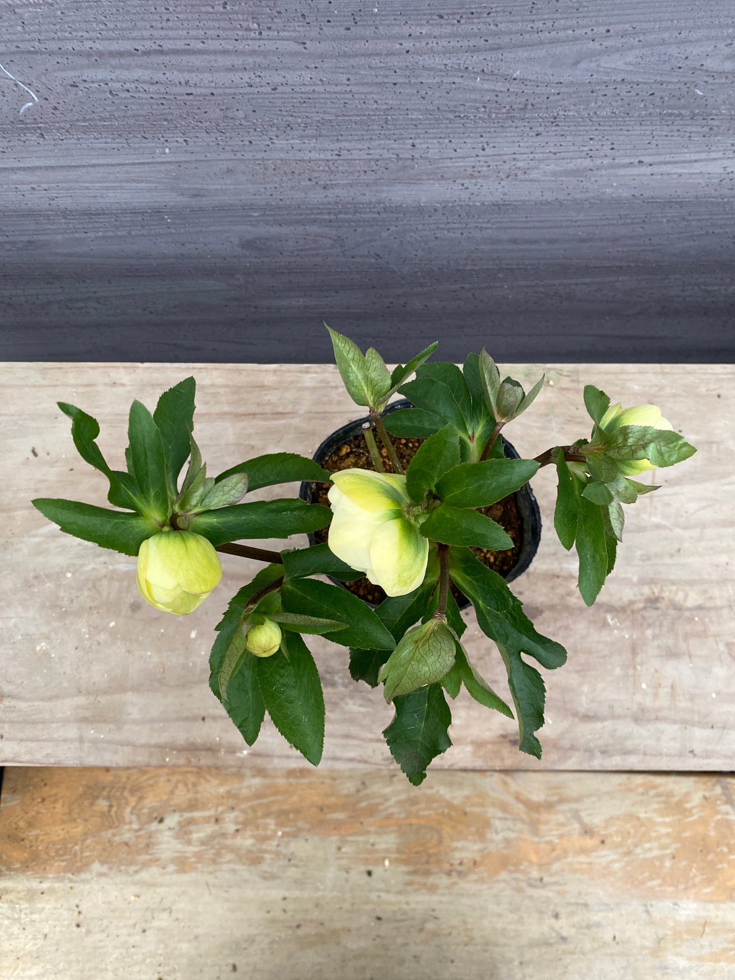 No.05126　横山園芸★クリスマスローズ　プリマドレス　5号苗ポット