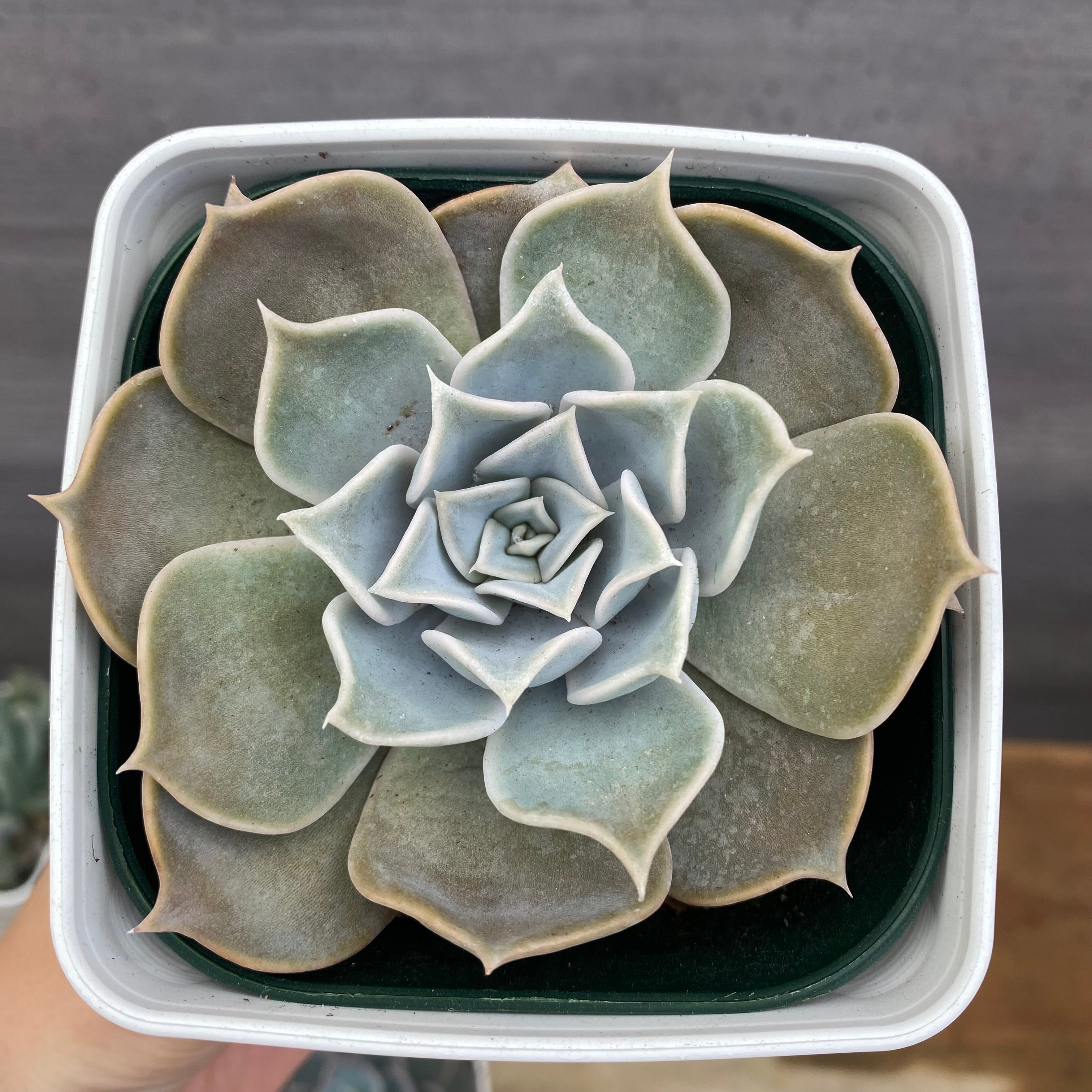 No.08001 多肉植物 5点セット – 植物家族