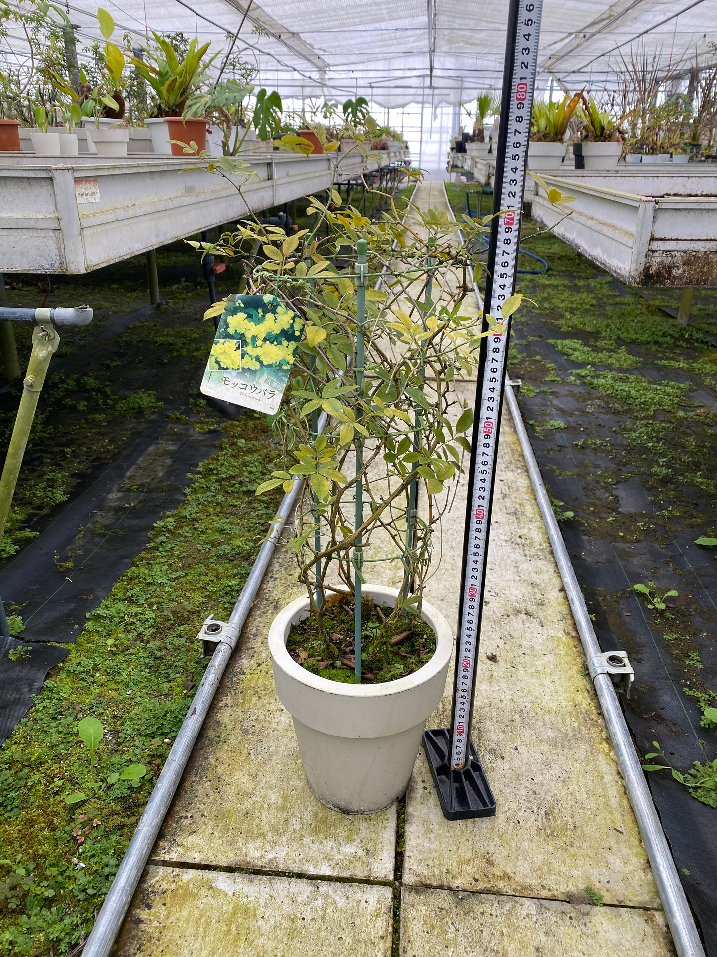 農場創業祭 No.26136　モッコウバラ　黄色八重咲き　7号おすすめ白ポット