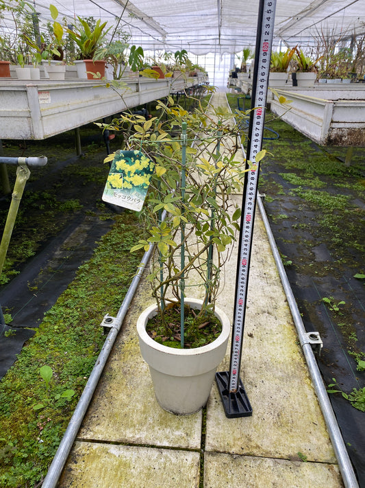 農場創業祭 No.26136　モッコウバラ　黄色八重咲き　7号おすすめ白ポット