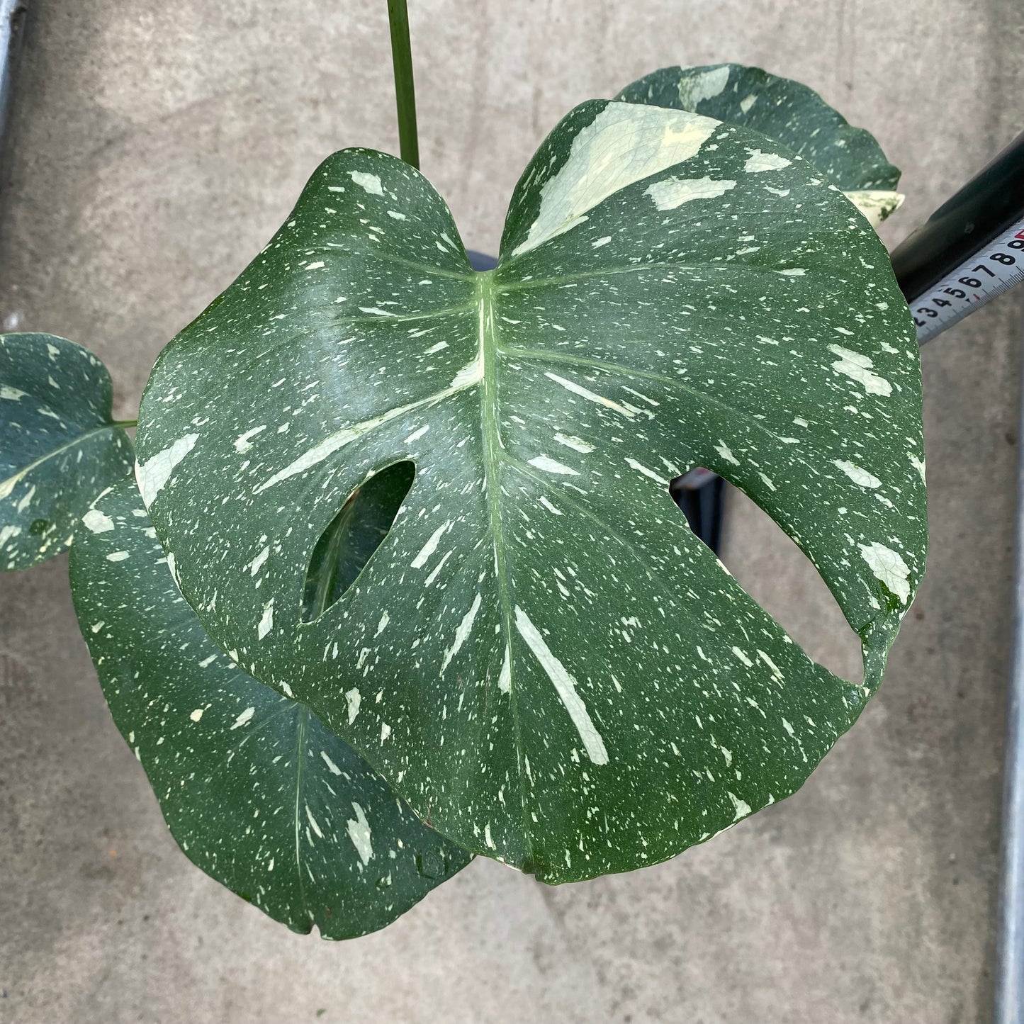 農場創業祭 No.18002　モンステラ　タイコンステレーション　6号おすすめ黒ポット