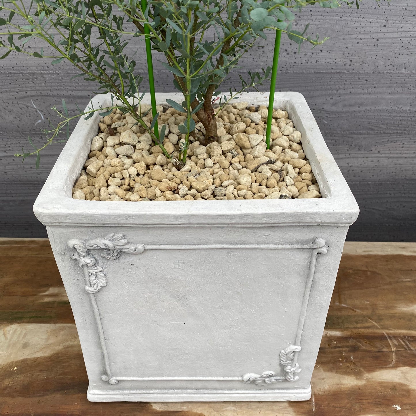 ユーカリ　フランスブルー　白陶器鉢