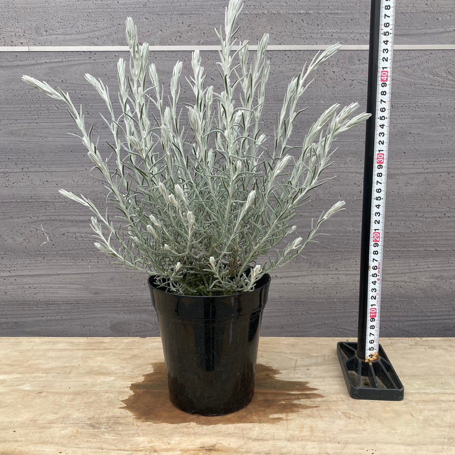 No.1312　エレモフィラ　ニベア　5号鉢