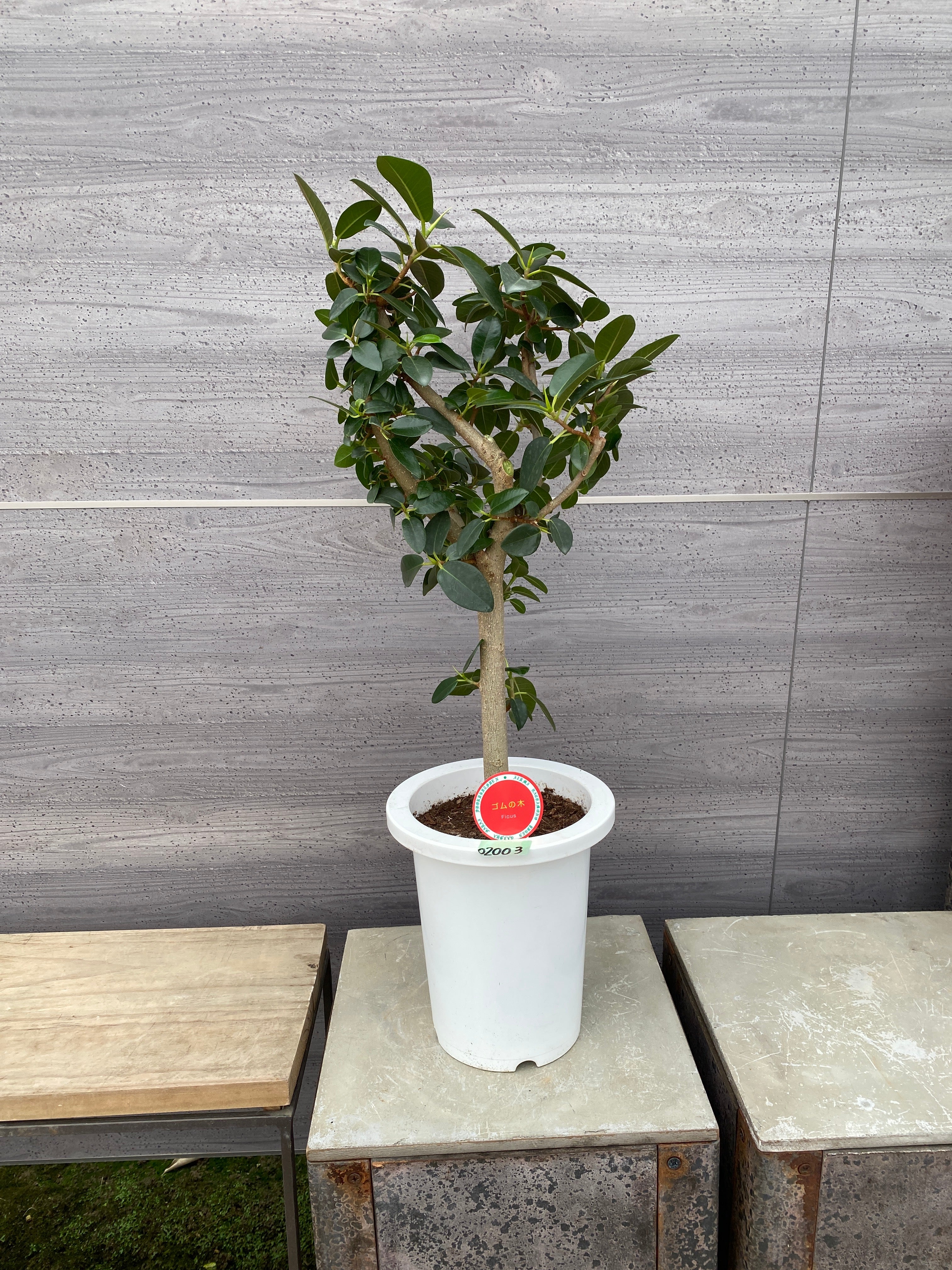 樹と花 Amazon.co.jp: ZURU Max Premium Garden Pot Plants : Cosmos