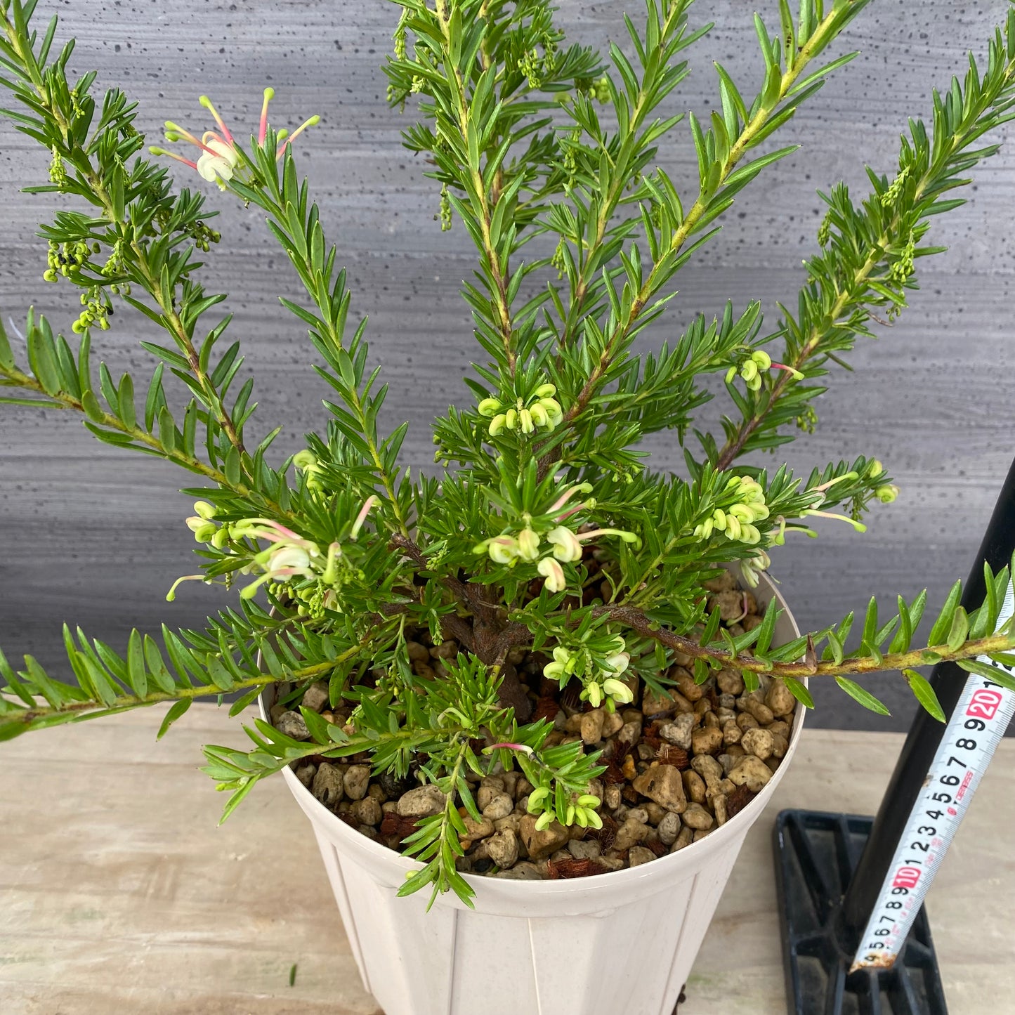 グレビレア　ジュビリーG　６号スリット鉢/オリジナル色