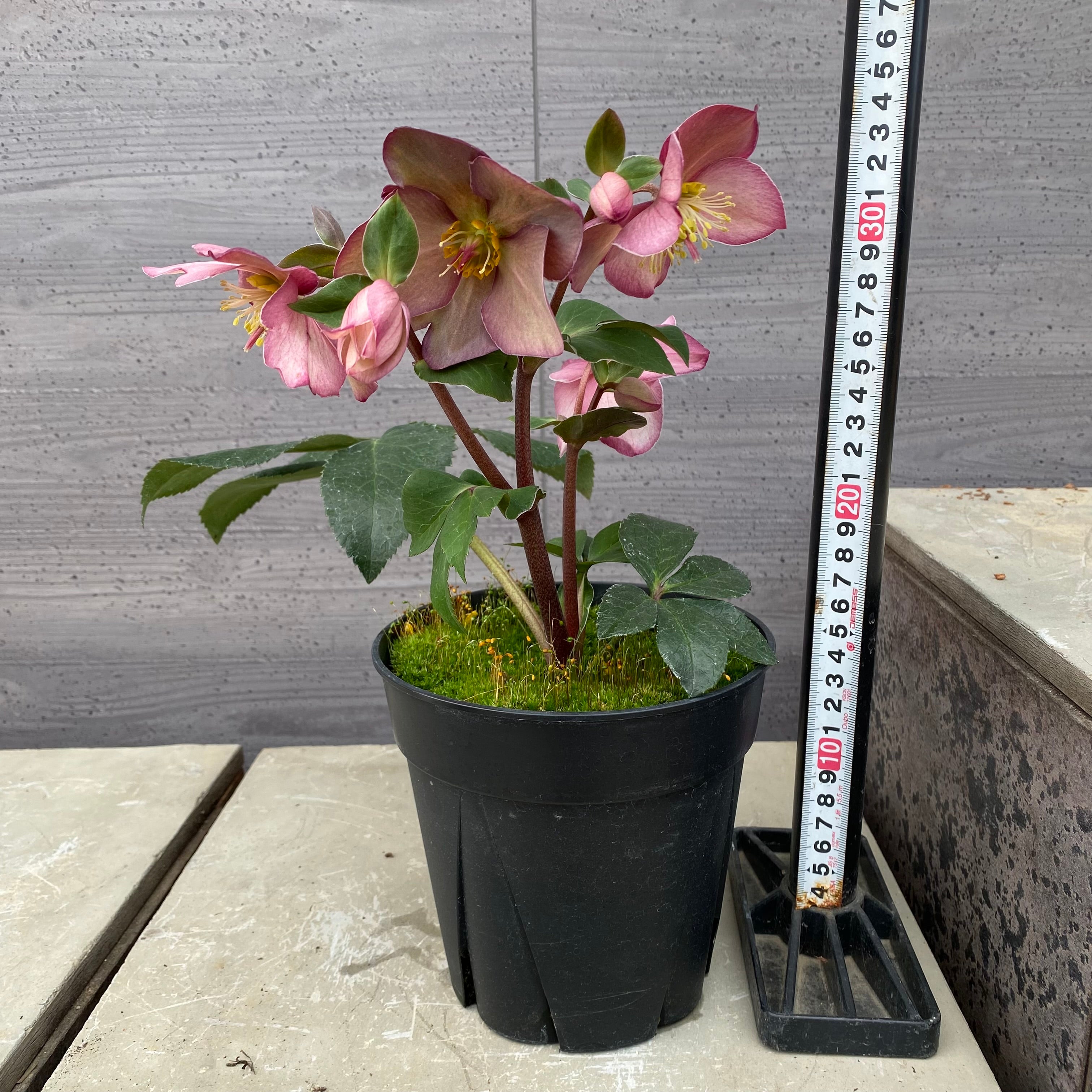 商品 – 植物家族