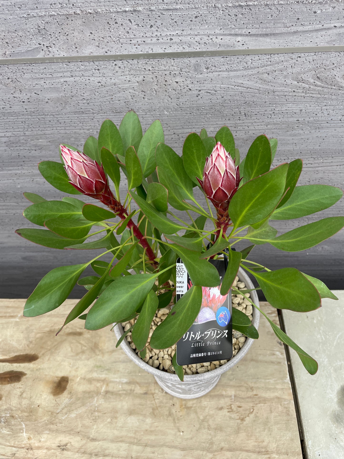 キングプロテア　リトルプリンス（プラスチック鉢）