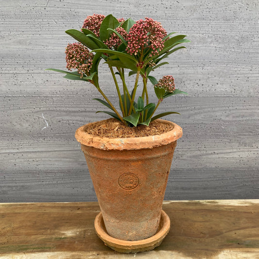 スキミア　ピンクドワーフ　キューガーデンポットレッド