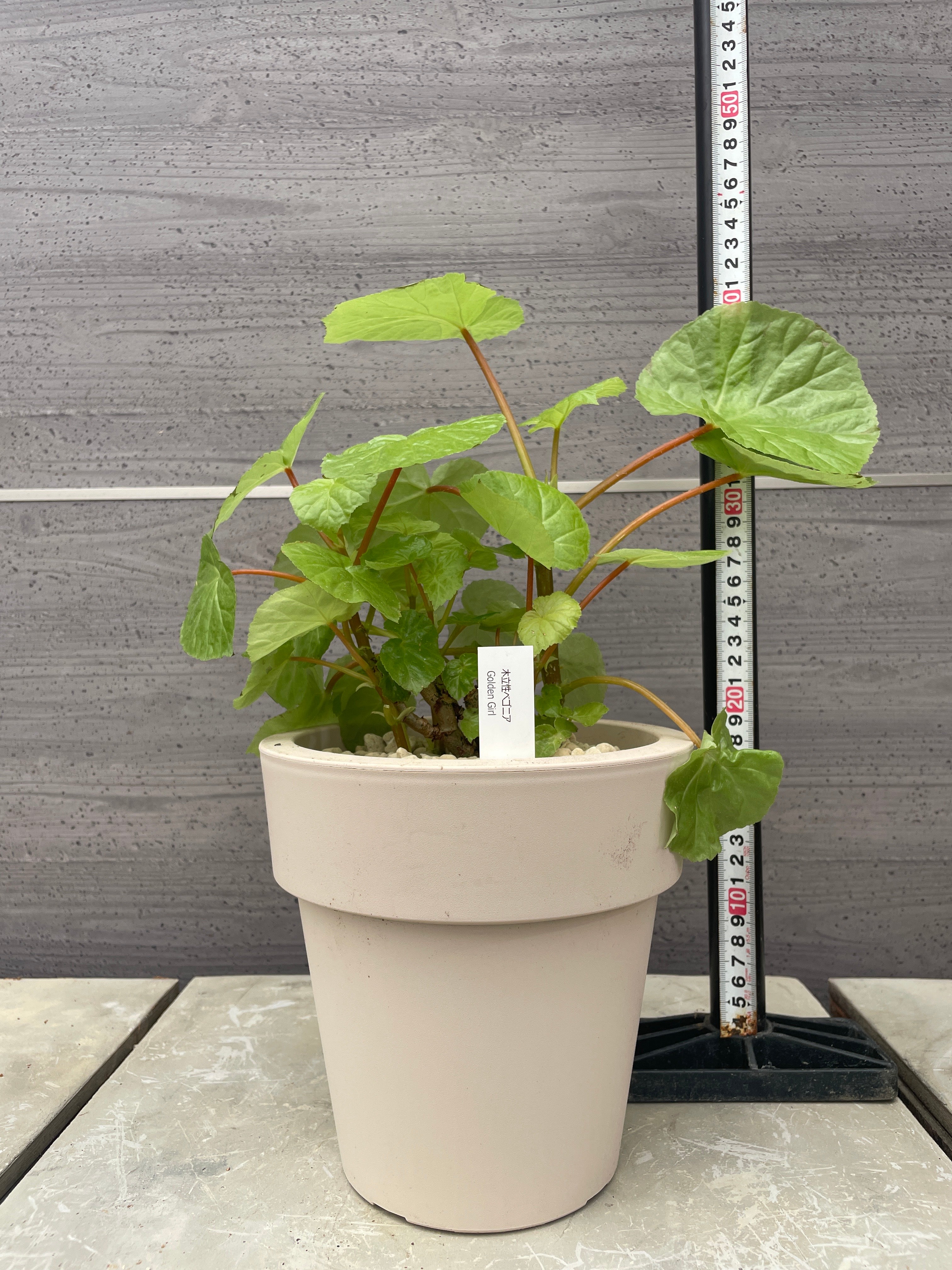 Pickup 全ての商品 – 植物家族