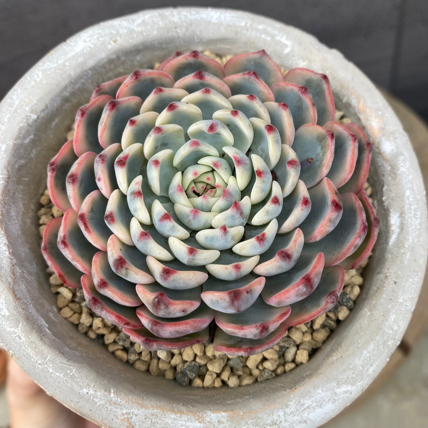 エケベリア　ホワイトミニマ錦/アガボイデスルメール　ガールポットD