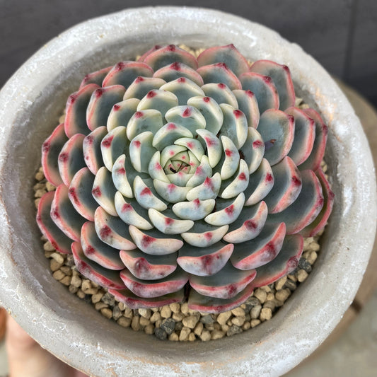 エケベリア　ホワイトミニマ錦/アガボイデスルメール　ガールポットD