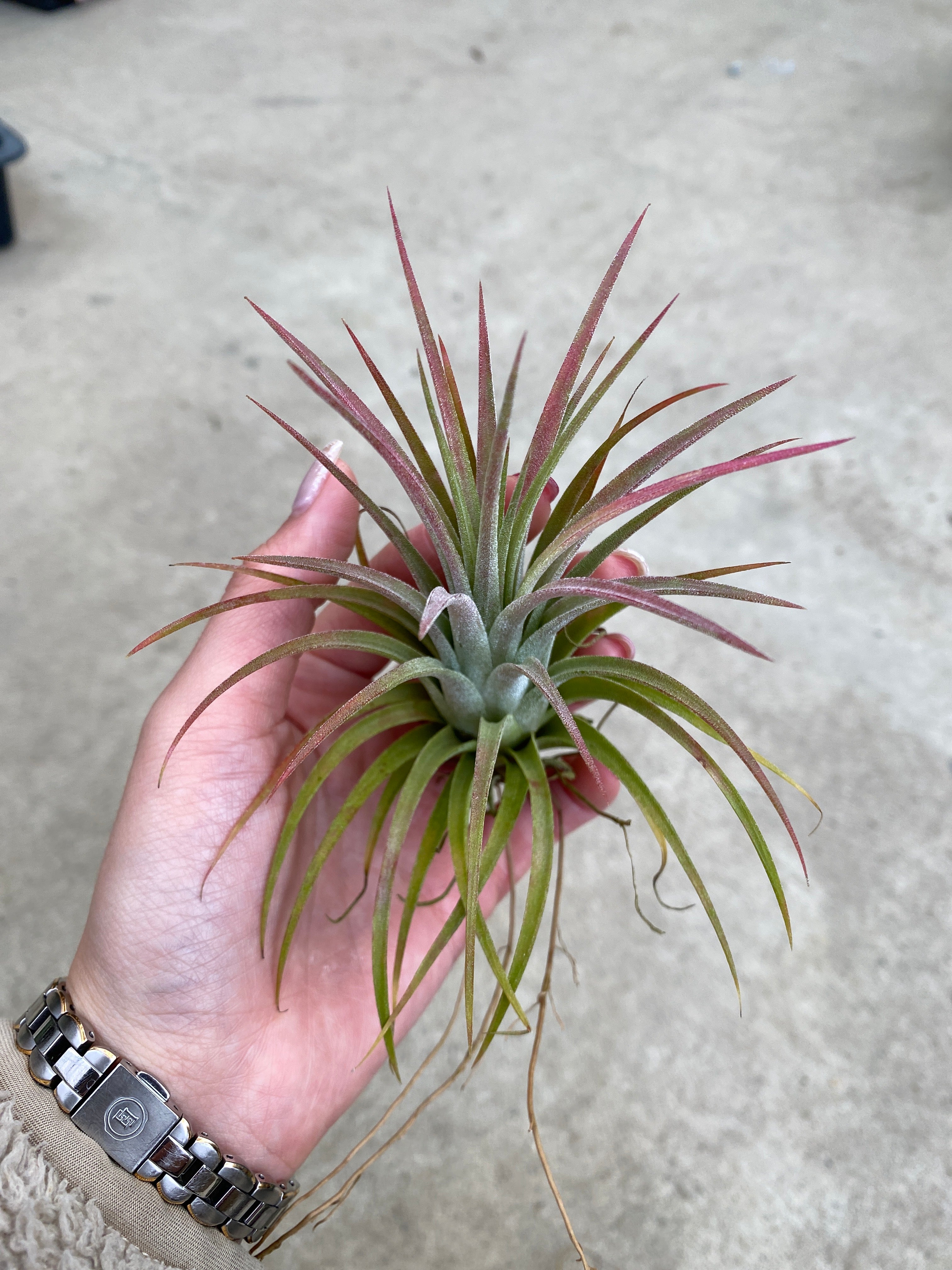 植物 – 植物家族