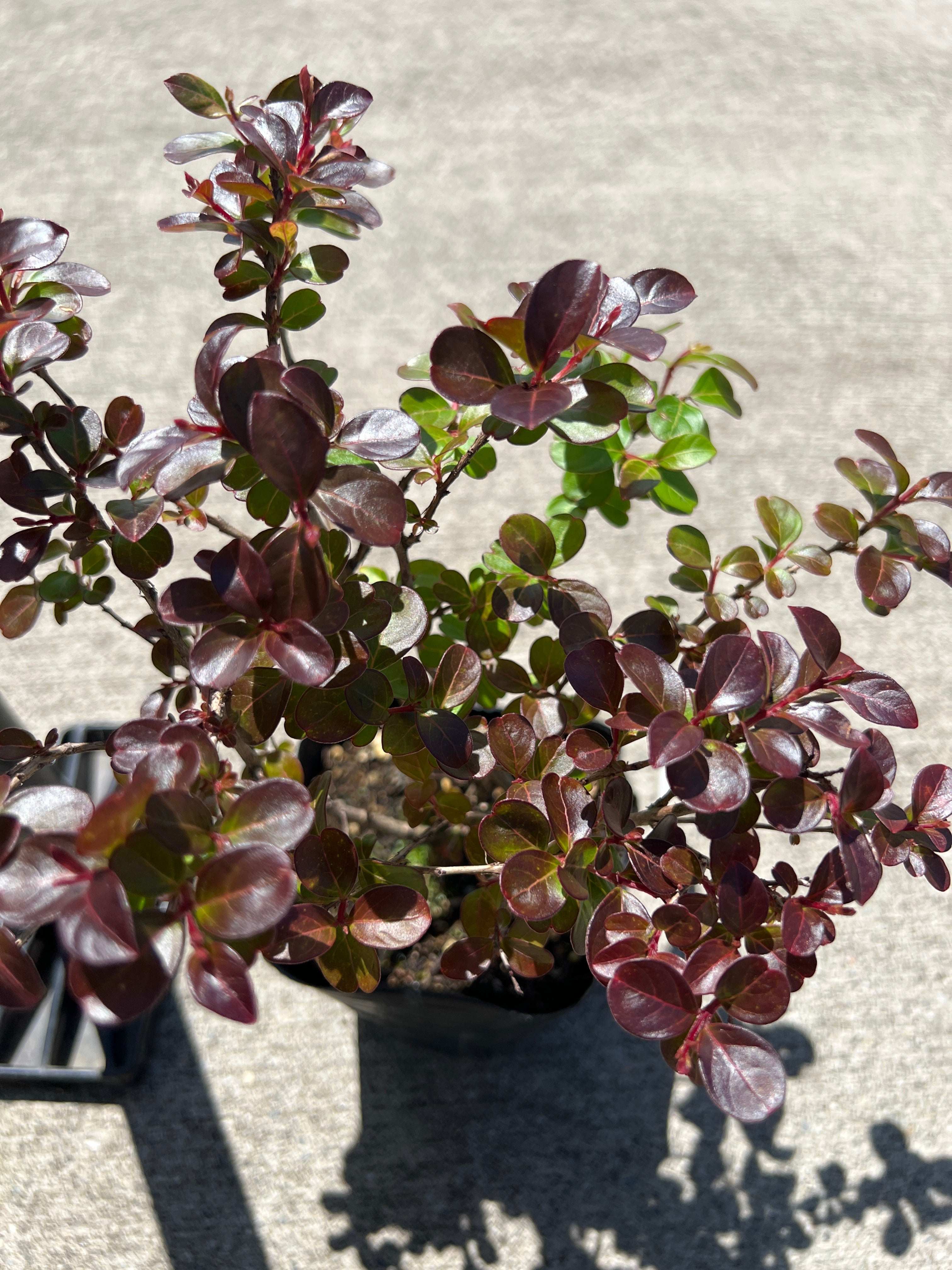 Pickup 全ての商品 – 植物家族